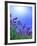 Lavender-null-Framed Photographic Print