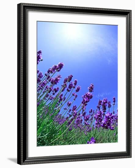 Lavender-null-Framed Photographic Print