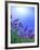 Lavender-null-Framed Photographic Print