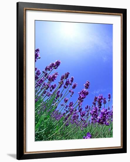 Lavender-null-Framed Photographic Print