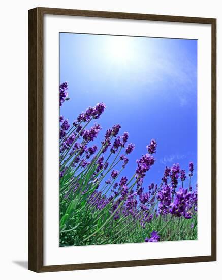 Lavender-null-Framed Photographic Print