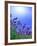 Lavender-null-Framed Photographic Print