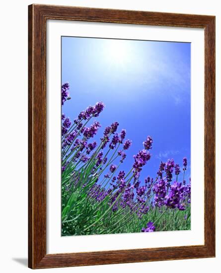 Lavender-null-Framed Photographic Print