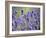 Lavender-null-Framed Photographic Print