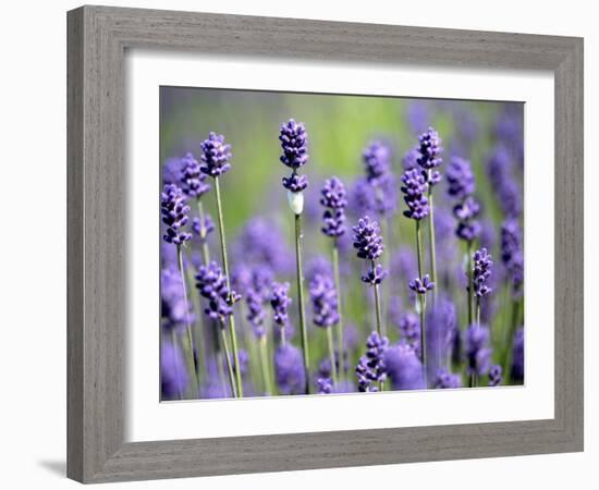 Lavender-null-Framed Photographic Print