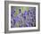 Lavender-null-Framed Photographic Print