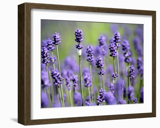 Lavender-null-Framed Photographic Print