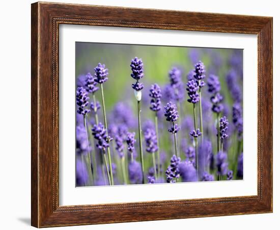 Lavender-null-Framed Photographic Print