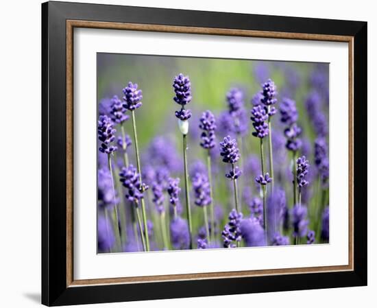 Lavender-null-Framed Photographic Print