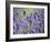 Lavender-null-Framed Photographic Print