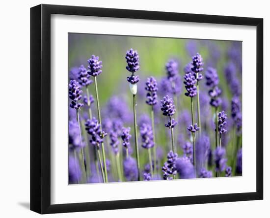 Lavender-null-Framed Photographic Print