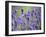 Lavender-null-Framed Photographic Print