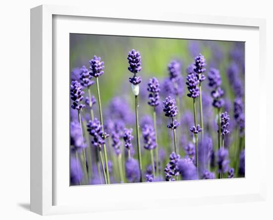 Lavender-null-Framed Photographic Print