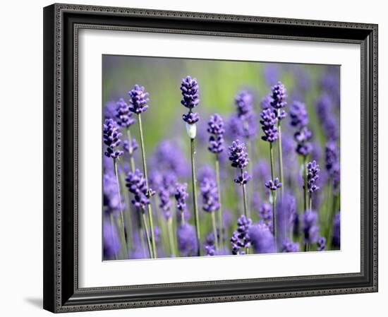 Lavender-null-Framed Photographic Print