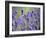 Lavender-null-Framed Photographic Print