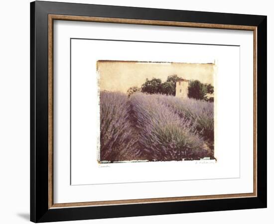 Lavender-Amy Melious-Framed Art Print