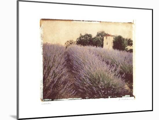 Lavender-Amy Melious-Mounted Art Print