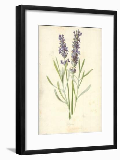 Lavender-Frederick Edward Hulme-Framed Premium Giclee Print