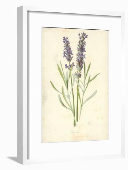 Lavender-Frederick Edward Hulme-Framed Premium Giclee Print