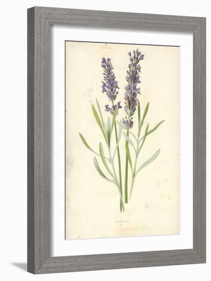 Lavender-Frederick Edward Hulme-Framed Giclee Print