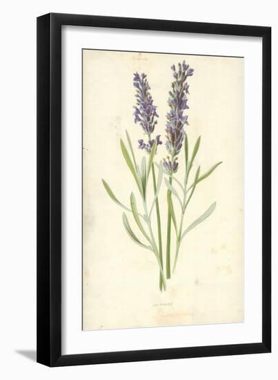 Lavender-Frederick Edward Hulme-Framed Giclee Print