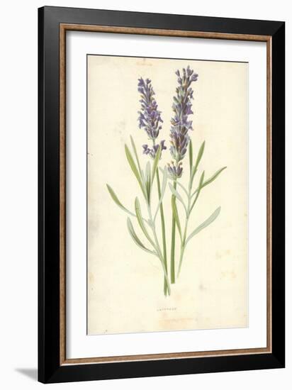 Lavender-Frederick Edward Hulme-Framed Giclee Print