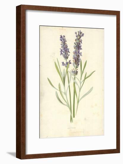 Lavender-Frederick Edward Hulme-Framed Giclee Print