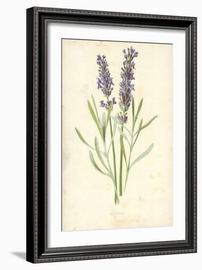 Lavender-Frederick Edward Hulme-Framed Giclee Print