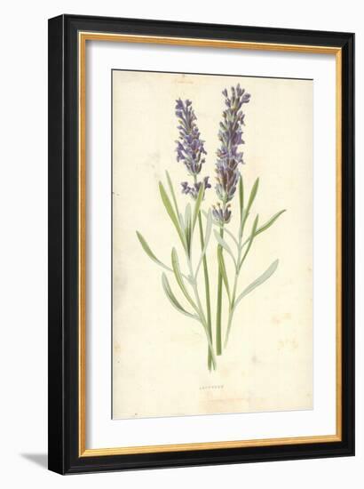 Lavender-Frederick Edward Hulme-Framed Giclee Print