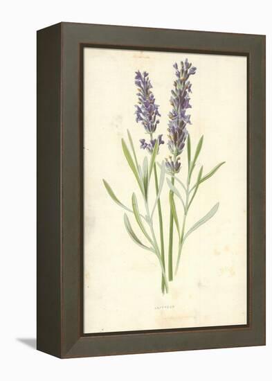 Lavender-Frederick Edward Hulme-Framed Premier Image Canvas