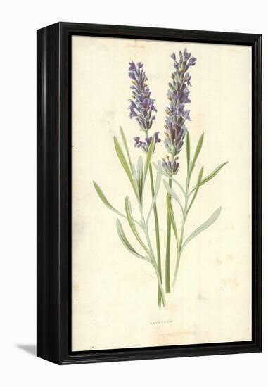 Lavender-Frederick Edward Hulme-Framed Premier Image Canvas