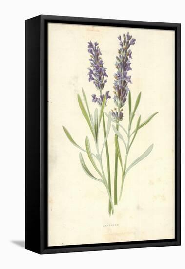 Lavender-Frederick Edward Hulme-Framed Premier Image Canvas