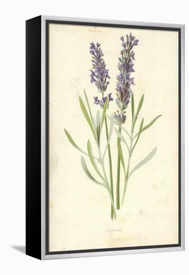 Lavender-Frederick Edward Hulme-Framed Premier Image Canvas