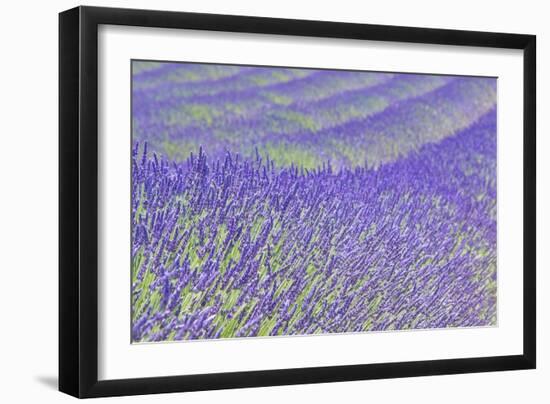 Lavender-Cora Niele-Framed Giclee Print