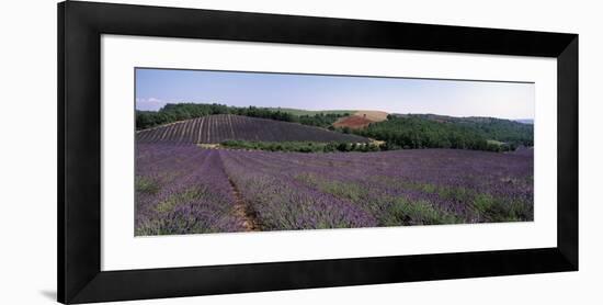 Lavenders Growing in a Field, Provence, France-null-Framed Photographic Print