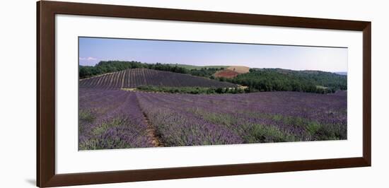 Lavenders Growing in a Field, Provence, France-null-Framed Photographic Print