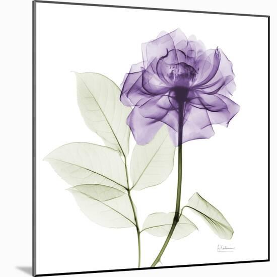 Lavish Purple Rose-Albert Koetsier-Mounted Art Print