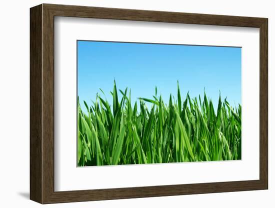 Lawn Isolated on Sky-Vitaliy Pakhnyushchyy-Framed Photographic Print