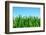 Lawn Isolated on Sky-Vitaliy Pakhnyushchyy-Framed Photographic Print