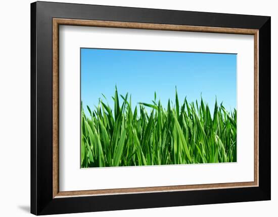 Lawn Isolated on Sky-Vitaliy Pakhnyushchyy-Framed Photographic Print