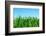 Lawn Isolated on Sky-Vitaliy Pakhnyushchyy-Framed Photographic Print