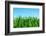 Lawn Isolated on Sky-Vitaliy Pakhnyushchyy-Framed Photographic Print