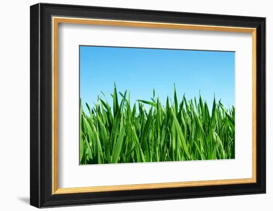 Lawn Isolated on Sky-Vitaliy Pakhnyushchyy-Framed Photographic Print