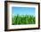 Lawn Isolated on Sky-Vitaliy Pakhnyushchyy-Framed Photographic Print