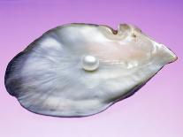Pearl In a Shell-Lawrence Lawry-Photographic Print