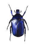 Phanaeus Dung Beetle-Lawrence Lawry-Photographic Print