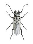 Trictenotoma Beetle-Lawrence Lawry-Photographic Print