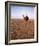 Lawrence of Arabia-null-Framed Photo