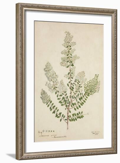 Lawsonia Spinosa, 1880-1900-null-Framed Giclee Print