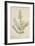 Lawsonia Spinosa, 1880-1900-null-Framed Giclee Print